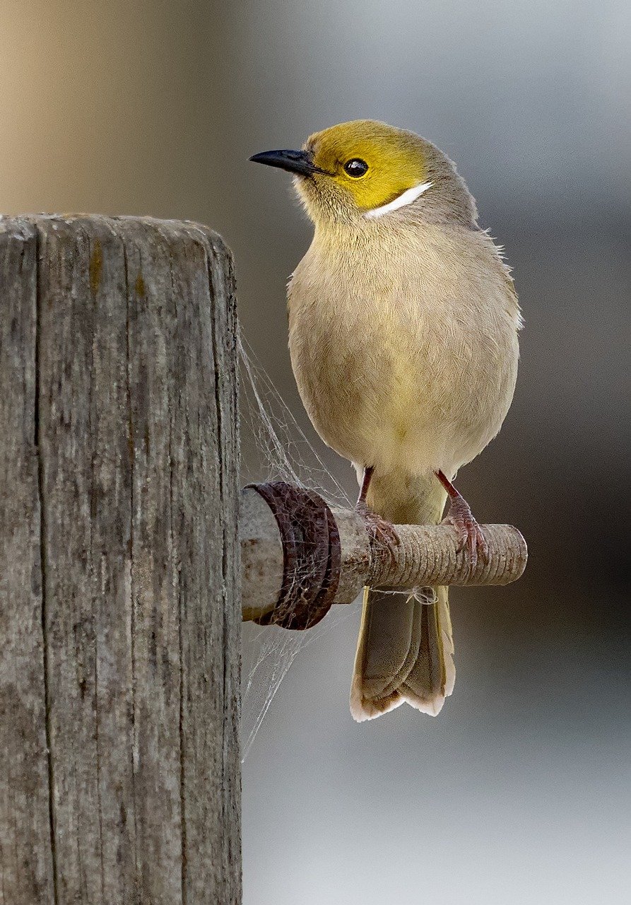 white-plumed, nature, honeyeater, bird, feathers, perch, post, wildlife, brown email